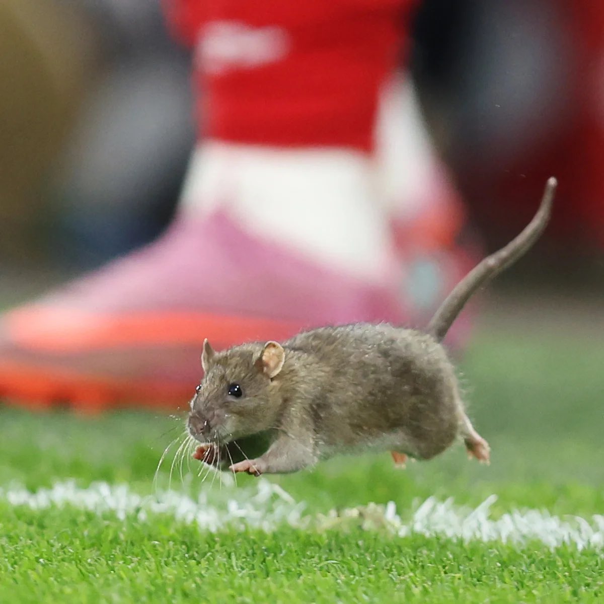 the_reneessance's tweet photo. BREAKING: Katie McCabe seen playing football https://t.co/jMYHZ9FaI1