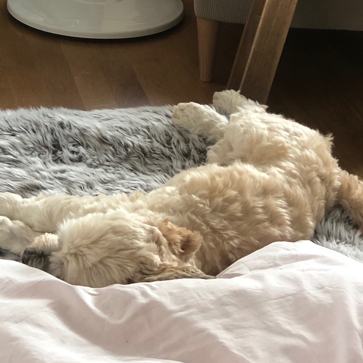 Gl00mi__'s tweet photo. We’ve had a very long day full of nothing but cuddles, the poor guy is exhausted.. https://t.co/eroehZ8WHr