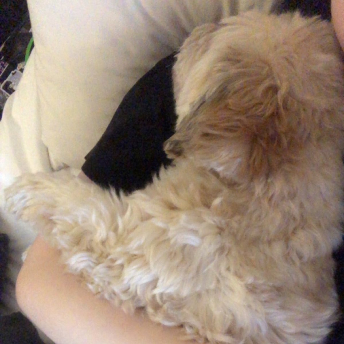 Gl00mi__'s tweet photo. We’ve had a very long day full of nothing but cuddles, the poor guy is exhausted.. https://t.co/eroehZ8WHr