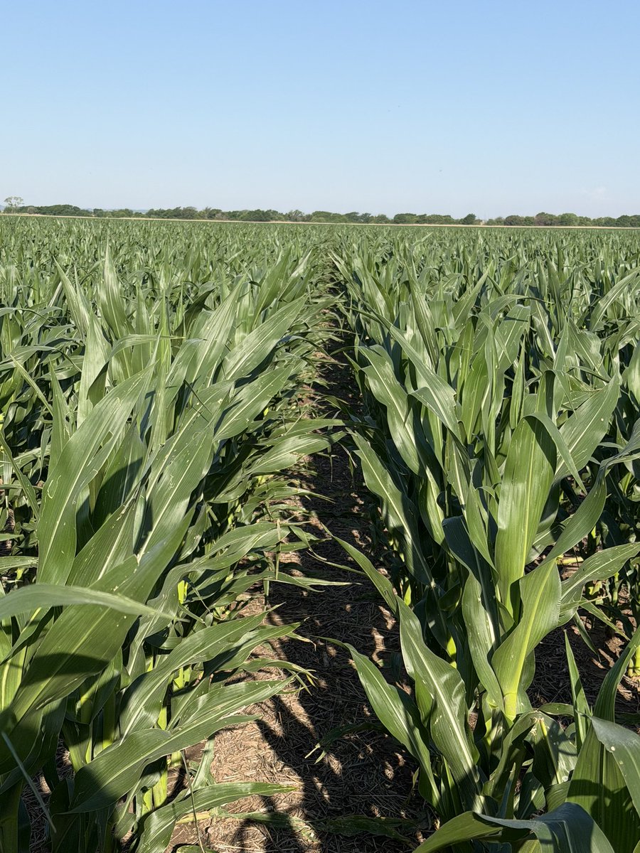 Bkitch1Bodie's tweet photo. Guess how many # of N is on this corn And the population. https://t.co/FVX1BnwEiY