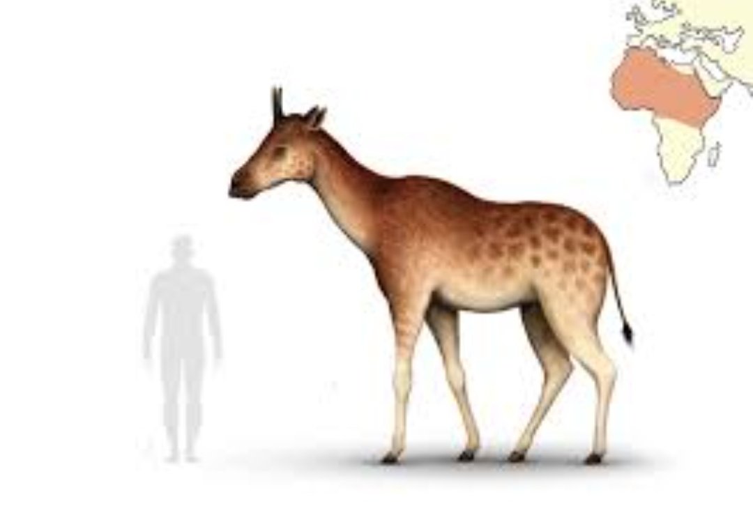 iiiixfl1's tweet photo. الأسلاف الأولى للزرافات الحالية | Ancestors of giraffes
 كانت حيوانات غابية قصيرة الرقبة. مثل : Prodremotherium قبل ~20 مليون سنة. عبر الانتقاء الطبيعي وتغير البيئات إلى السافانا، بدأت سلاسل مثل Palaeotragus وSamotherium بإطالة الرقبة تدريجيًا. https://t.co/8r53zhWfuH