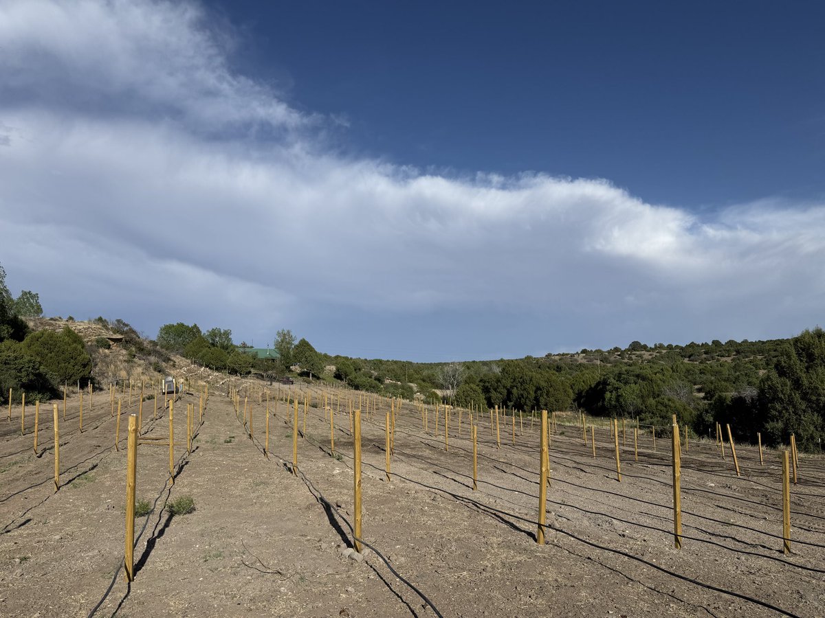 quantum_man1's tweet photo. @openshutter21 Lots of people are doing this. Just planted my 2 acre vineyard. https://t.co/nQLciNZTh4