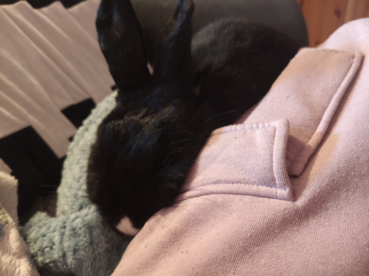BugBeebles's tweet photo. Skyrim music makes dolly sleepy https://t.co/Iv27uFAfgJ