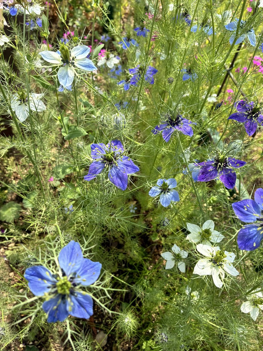 Rabbit260325's tweet photo. 葉が繊細な
爽やかなニゲラ🩵💙
🦋みたいに軽やか🐰🌿 https://t.co/eDfwtgFlvl