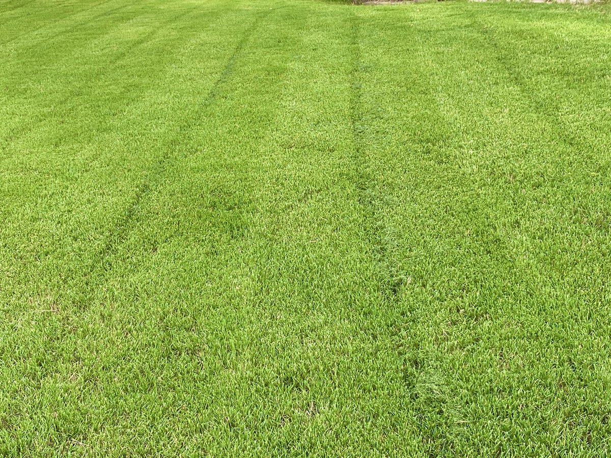 SnrMeme's tweet photo. Lawn activities this past Saturday 💯 https://t.co/C8Xrh89Hw1
