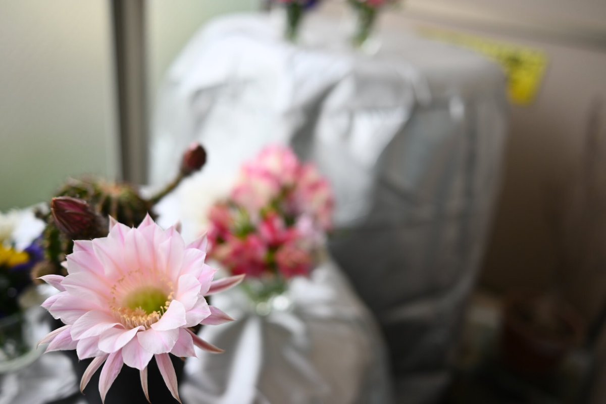 rinrintora's tweet photo. サボテンが花を咲かせてくれました🌸
＃サボテン 
＃サボテンの花 
＃八王子 #Nikonz5 
＃高尾山の花名さがし https://t.co/6cfdoAE2HN