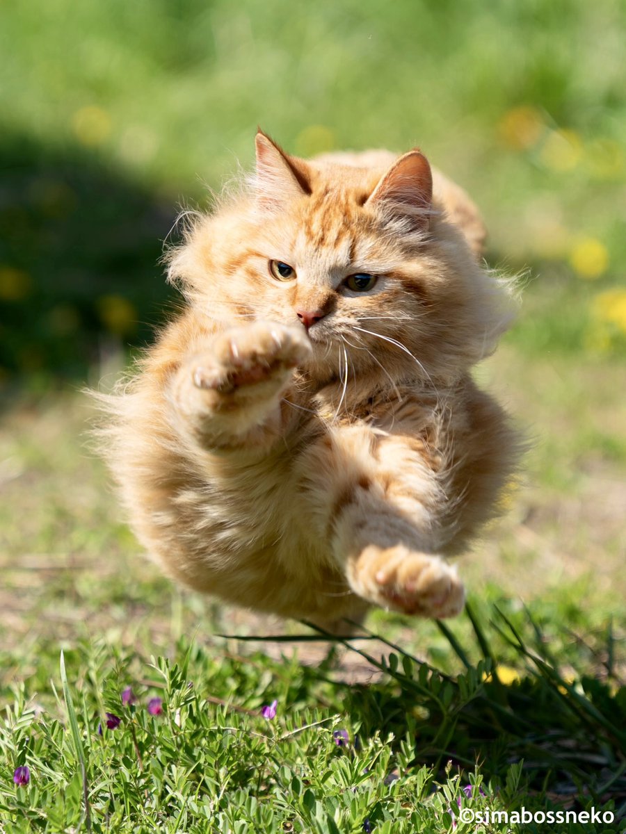simabossneko's tweet photo. 空飛ぶ ねこライオン🚀
Boing💨Flying orange✨✨

#ねこ #cat https://t.co/tNHqxvwcLK