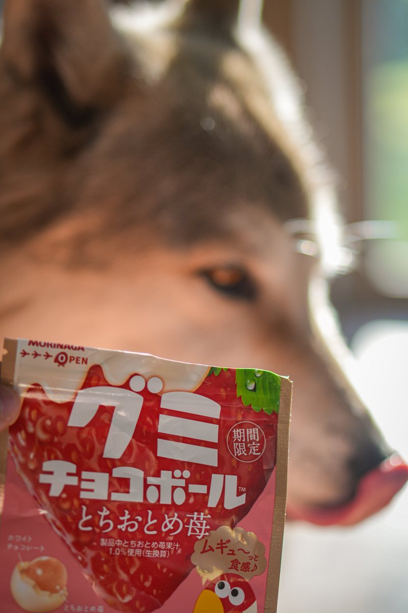 mugi99747's tweet photo. ありがとうMORINAGA、チョコでコーティングされたグミの美味しいこと！生きてる間ずっと作っててほしい。 https://t.co/bdehRMURGc