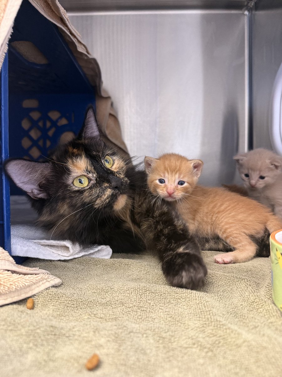 YourSPCA's tweet photo. Our kitten nursery went from nearly empty to full in a few days. In 48 hours, 28 cats &amp; kittens arrived. Monday brought more: exhausted moms with 8 tiny babies (10 &amp; 21 days old), plus 11 more cats. Because we were ready, they met comfort, not fear. https://t.co/0m57BQKgej