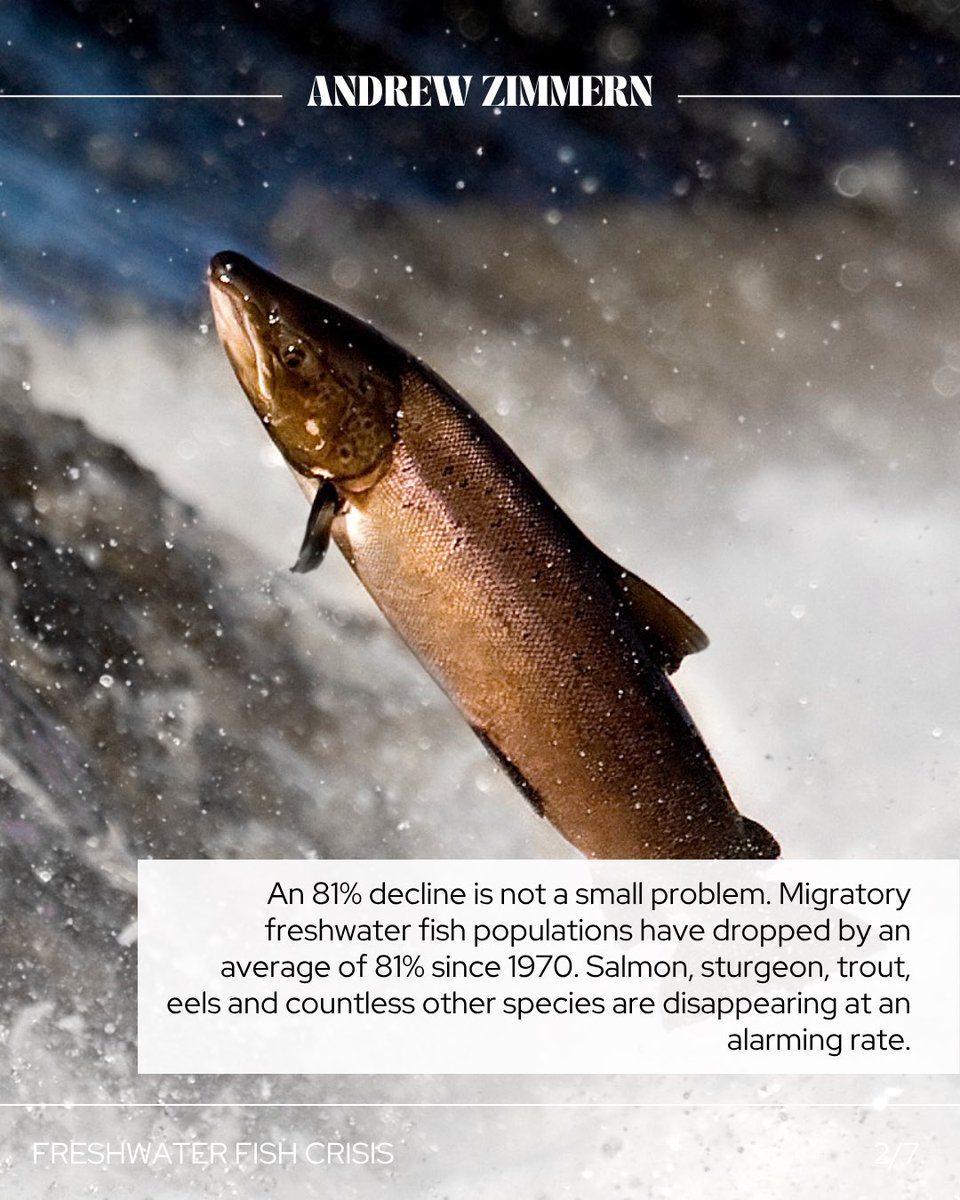 andrewzimmern's tweet photo. Fish have the worst PR team on Earth.

While everyone talks about oceans, one of the biggest wildlife collapses of our lifetime is happening in rivers and lakes. Migratory freshwater fish populations have declined by 81% since 1970.

This isn't just about fish. It's about food, nutrition, and culture disappearing for good.

The frustrating part? We already know what works. Dam removals work. Habitat restoration works. Better fishery management works.

So the real question is: Why aren't we doing more?

Want to read more? Check out the link in my bio.