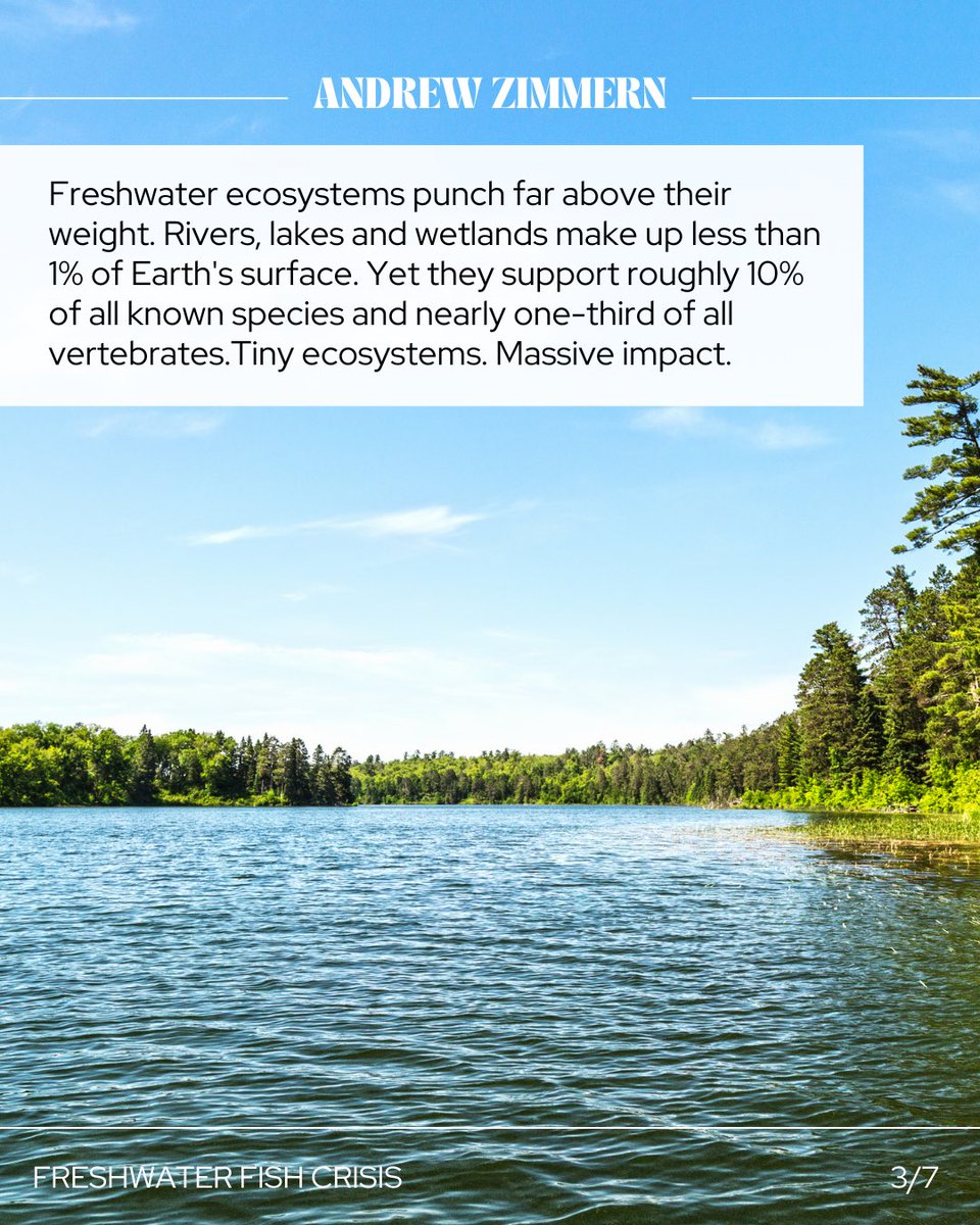 andrewzimmern's tweet photo. Fish have the worst PR team on Earth.

While everyone talks about oceans, one of the biggest wildlife collapses of our lifetime is happening in rivers and lakes. Migratory freshwater fish populations have declined by 81% since 1970.

This isn't just about fish. It's about food, nutrition, and culture disappearing for good.

The frustrating part? We already know what works. Dam removals work. Habitat restoration works. Better fishery management works.

So the real question is: Why aren't we doing more?

Want to read more? Check out the link in my bio.