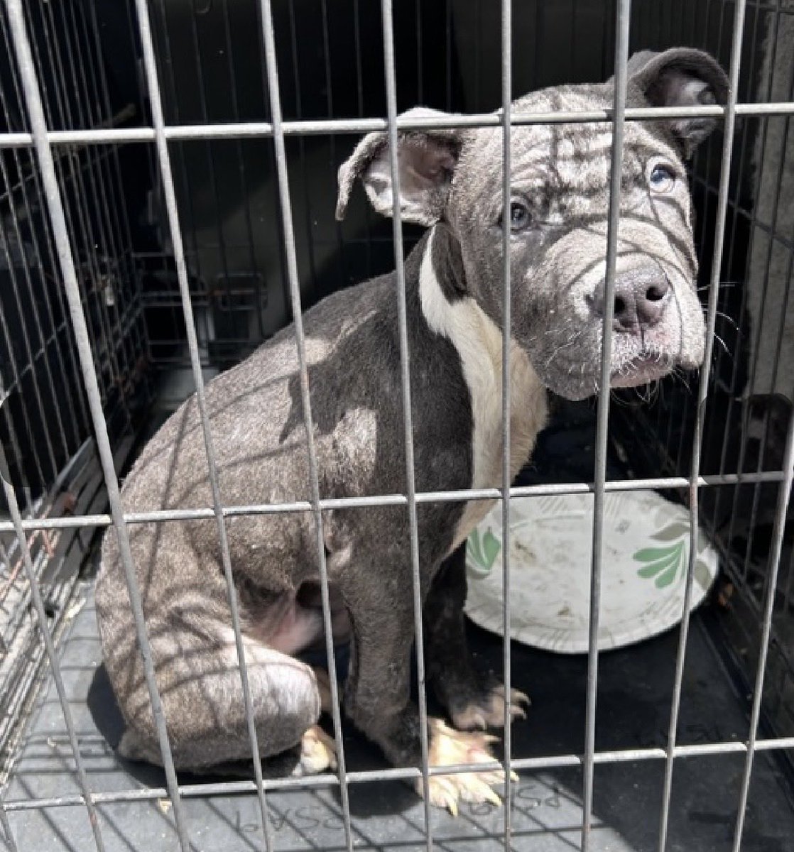 MoishesMom's tweet photo. This is the face of a 2️⃣ month old puppy abandoned only to be admitted as a stray to the Manhattan Pound in NYC 3️⃣ days ago…he’s 2️⃣2️⃣ pounds…

His name is Mercury 

Bio ℹ️ 🔗 ⬇️

https://t.co/rFPU2vJoDS

Take a look at Bereft Mercury…apply to make him a part of your life… ✍️ DM @notthesameone2