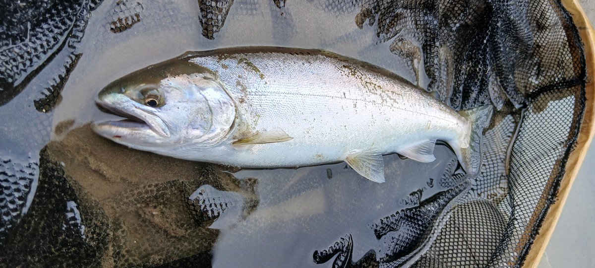 FriendsKizuna's tweet photo. 本日7本目🎣
35cmくらいなんだけどサクラマスなのか？
戻りヤマメなのか？🤔
 #サクラマスルアーフィッシング
 #サクラマス https://t.co/Am7pFoVX1T