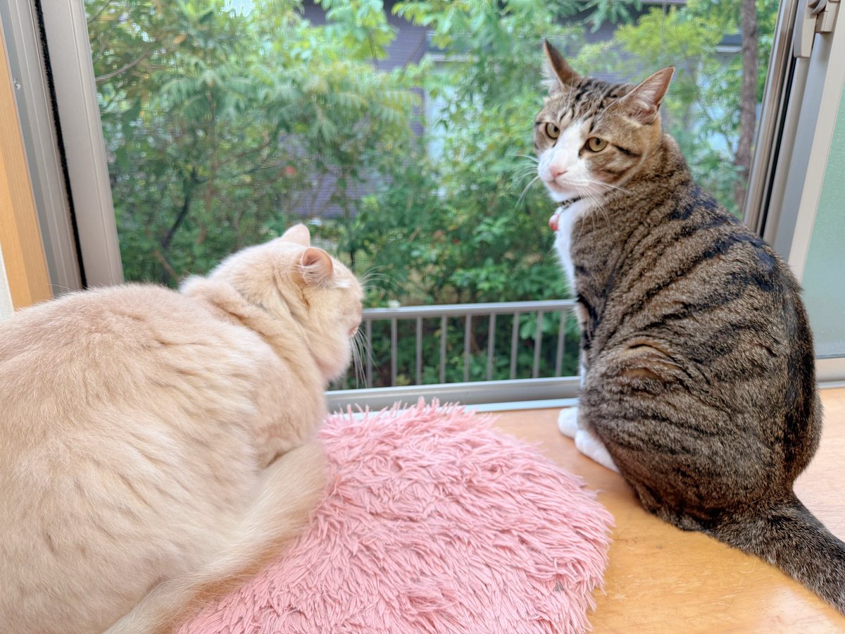 310Kamui's tweet photo. おはようございましゅ麻呂チョコMINT🐱🐱🐱🐱 https://t.co/gf7Ts1XSdl