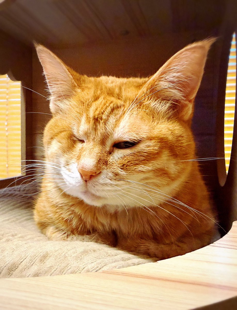 310Kamui's tweet photo. おはようございましゅ麻呂チョコMINT🐱🐱🐱🐱 https://t.co/gf7Ts1XSdl