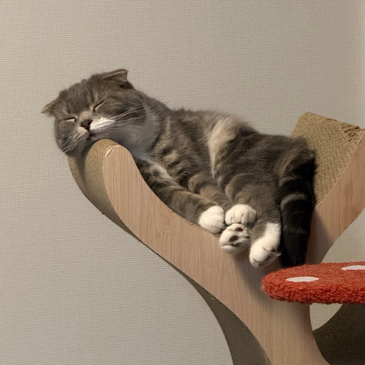 nekozo_cat's tweet photo. モッチリーノ・モッチリーニ https://t.co/Udvd1bmOXN