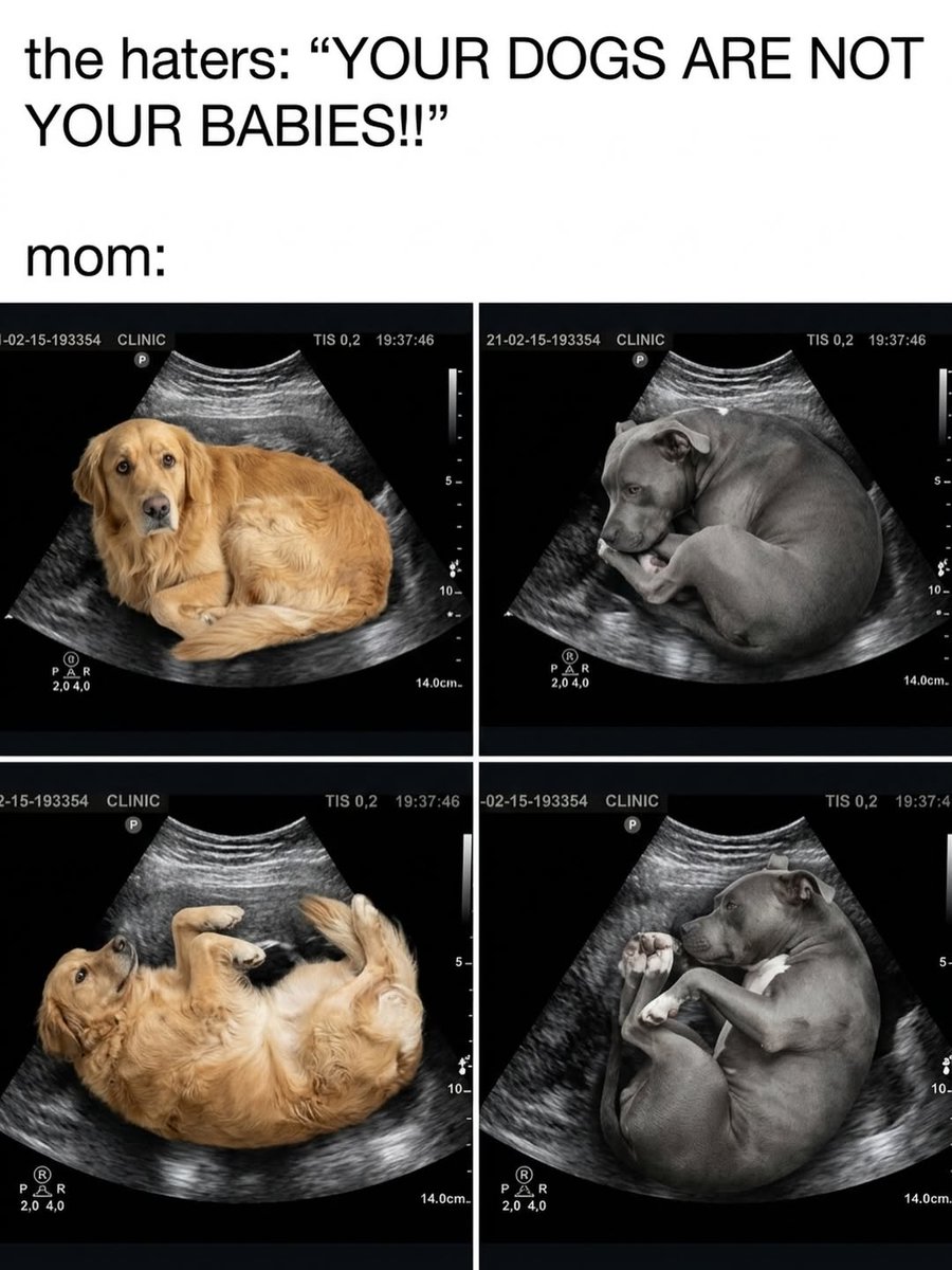 Doggy Mix Daily tweet media