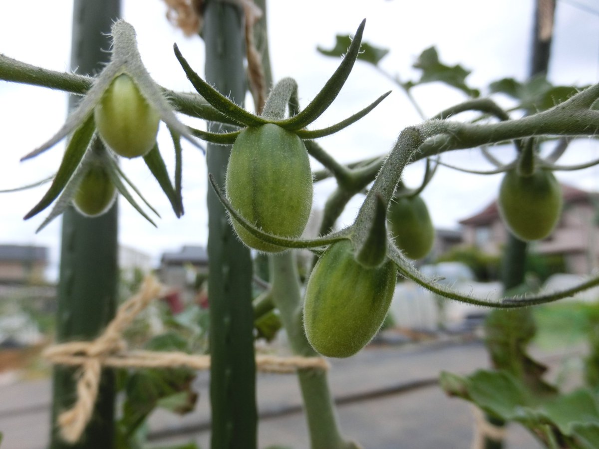 RamuneManmaru's tweet photo. #畑
#家庭菜園

実がつき始めたミニトマト(とってもアイコ)🍅
可愛すぎて同じアングルの写真を何枚も撮ってしまう親バカぶり発揮📸
ずっと見てたらなんだか顔に見えてきた😊(ヘタ→髪の毛、実→顔)

みなさんの畑の様子はいかがですか😃？ https://t.co/ECgLgEOqsl