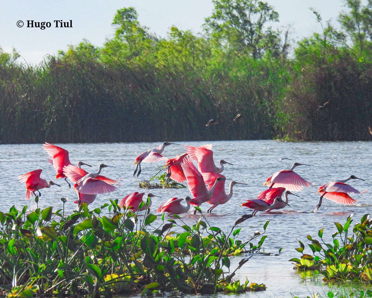 CONAPgt's tweet photo. La Dirección Regional Nororiente del #CONAP a través de la Unidad de Desarrollo del SIGAP,  llevó a cabo un taller dirigido al personal de la Fundación Defensores de la Naturaleza distrito Bocas del Polochic, orientada a la elaboración de Planes Operativos Anuales dentro del https://t.co/o3zrs4JjQr