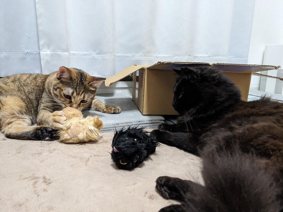 non840's tweet photo. なつかない猫第二弾の八百屋さんの猫1回で手に入った！
上に乗っけてツーショット撮りたいのにひなのにおもちゃ判定されて無理やった😂 https://t.co/gdShj0IsdE