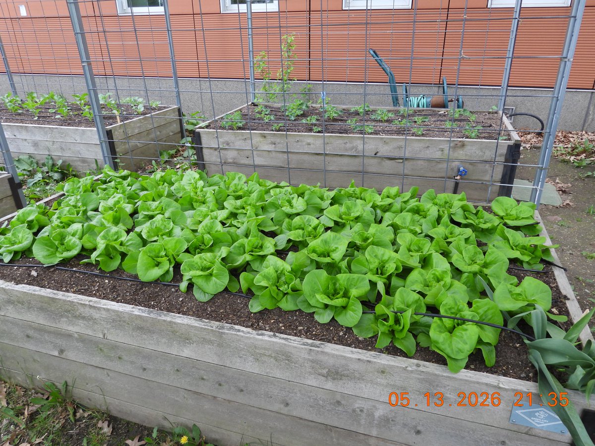 Whittier_Boston's tweet photo. On May 14, 2026, WSHC proudly celebrated the opening of our Community Garden—a space rooted in wellness, nourishment, and connection. Patients, families, and community members came together to plant, learn, and share in the joy of cultivating healthy futures. https://t.co/PCkRD8ObCY