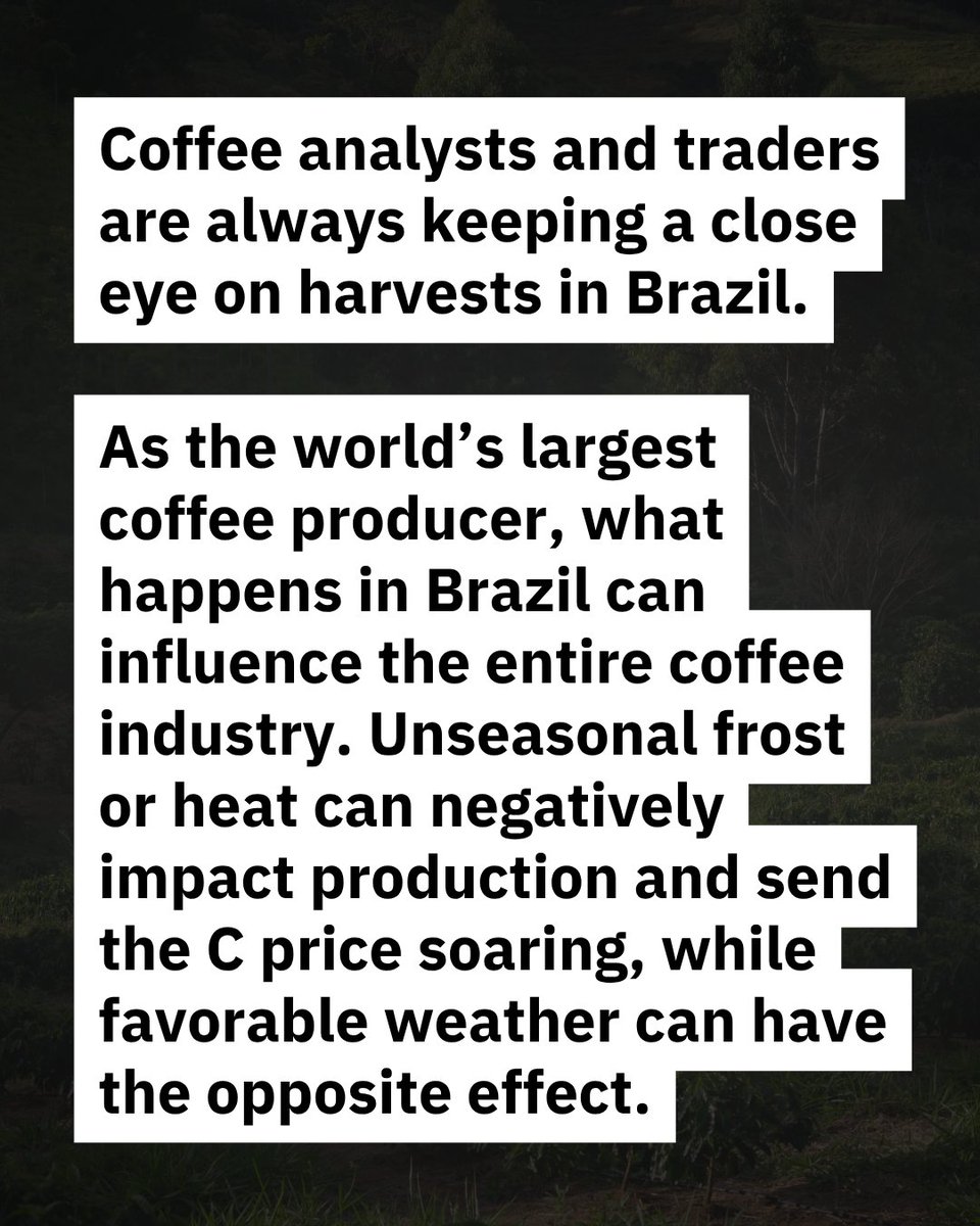 FreshCupMag's tweet photo. Featured, this week in Coffee News Club, this year is predicted to be a record harvest in Brazil. The latest survey from CONAB, Brazil’s equivalent to the USDA, forecasts that Brazil is set to harvest 66.7 million 60-kg bags of coffee.

🔗  https://t.co/MCyNZkHC1S https://t.co/sRrKAcrFMX