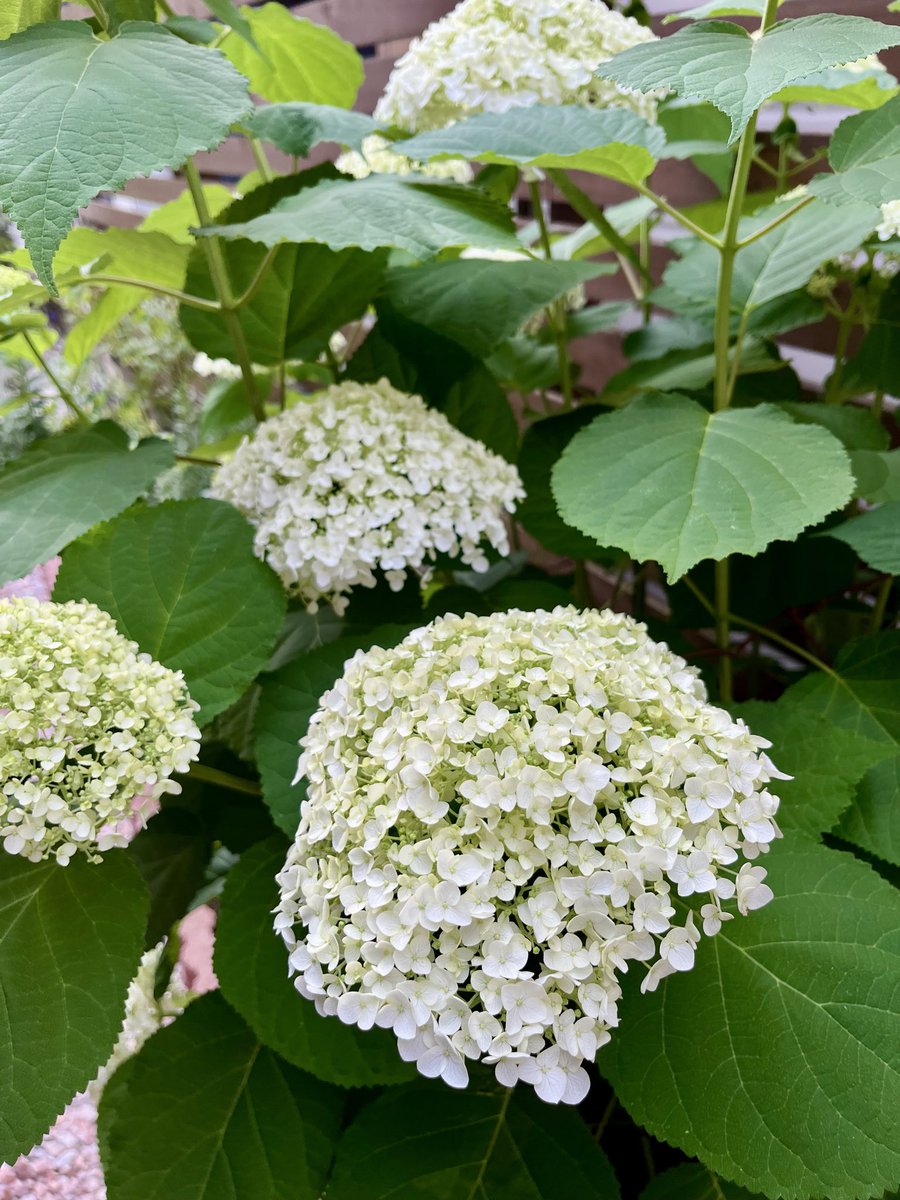 omi_co's tweet photo. 植えて1年目の去年は蕾が付かなくて1年半も葉と枝だけ見てきたアナベル

今年は沢山蕾ができてこれからが見頃なのに、台風困るよ！！

ワイヤーまわして倒伏対策は一応してあるけど、果たして… https://t.co/RhGIPsb8cn