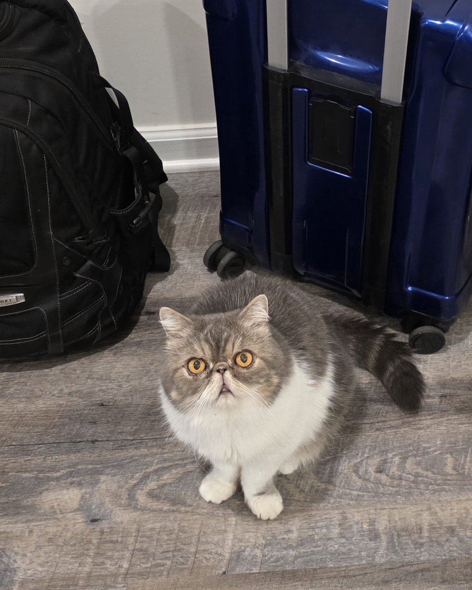 StixStyle's tweet photo. This was 9 this morning. He knew I was flying overseas today and didnt want me to leave. https://t.co/w8DQCGJkiA