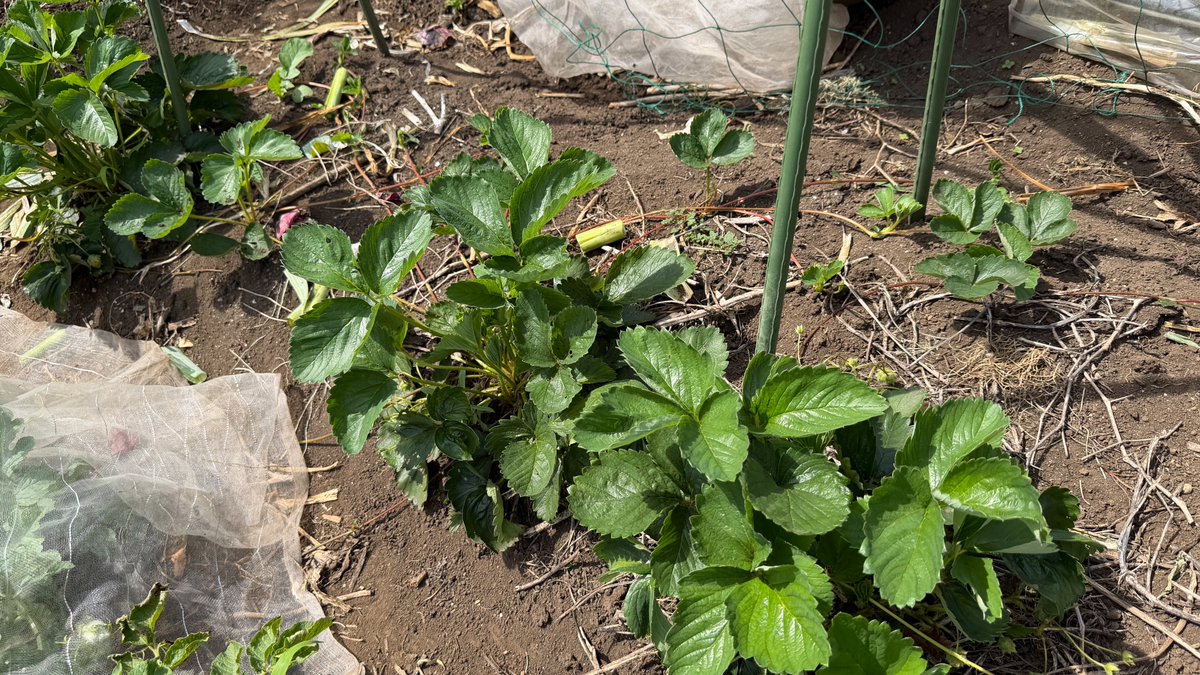 FLARE_Toru's tweet photo. 「去年植えた小さなイチゴが無限UP！」

野菜作りを私がなぜここまで勧めるかと言いますと、ここに事業経営や投資の複利効果の全てが凝縮されているから。

あと純粋に楽しい♡ https://t.co/PEE8eAI6dE