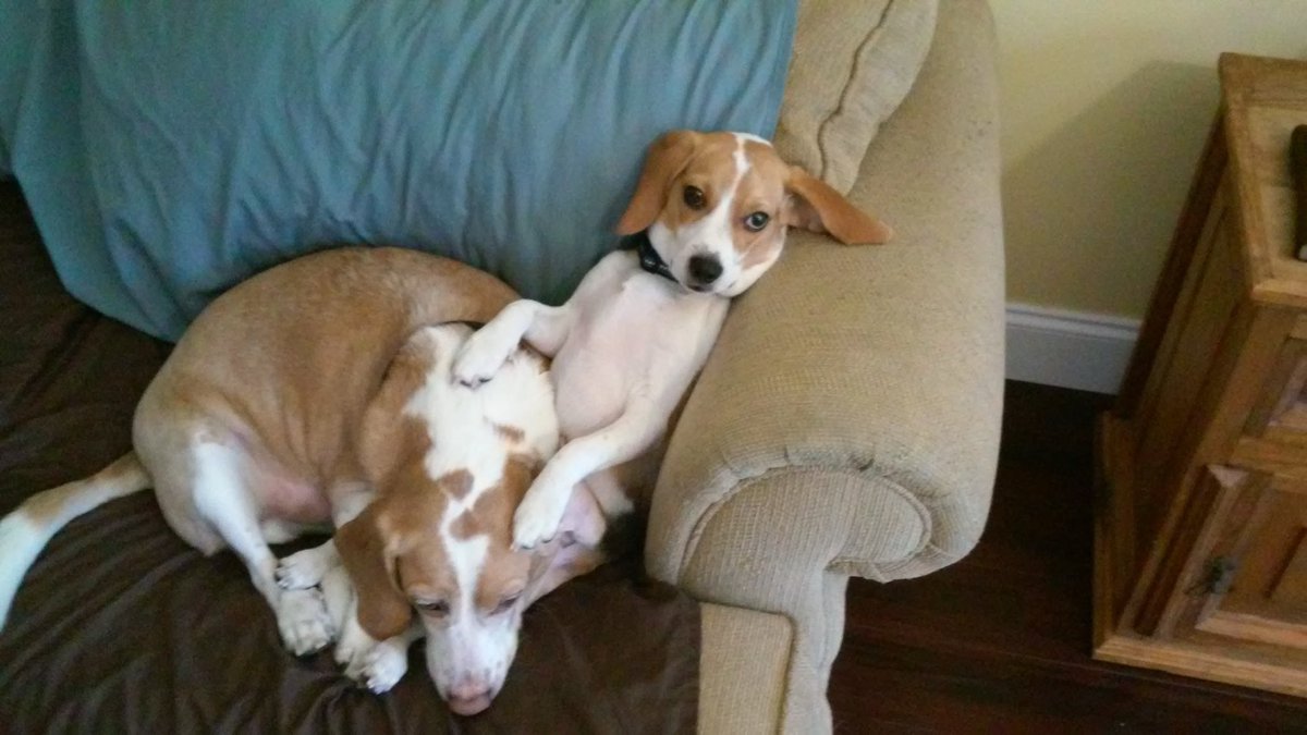 Jaytek75's tweet photo. Jovi and Max #beagles https://t.co/DxRhcpJq2W