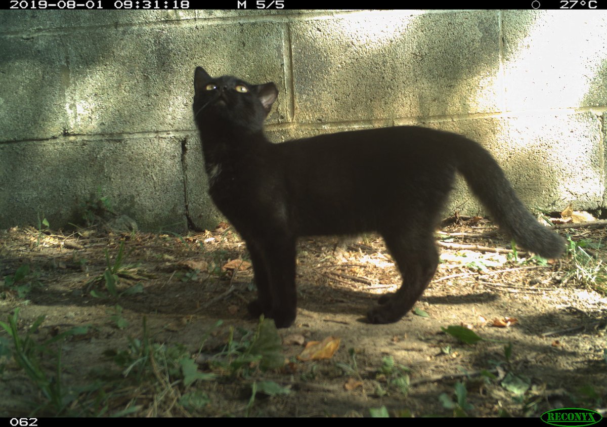 trailcam tweet media