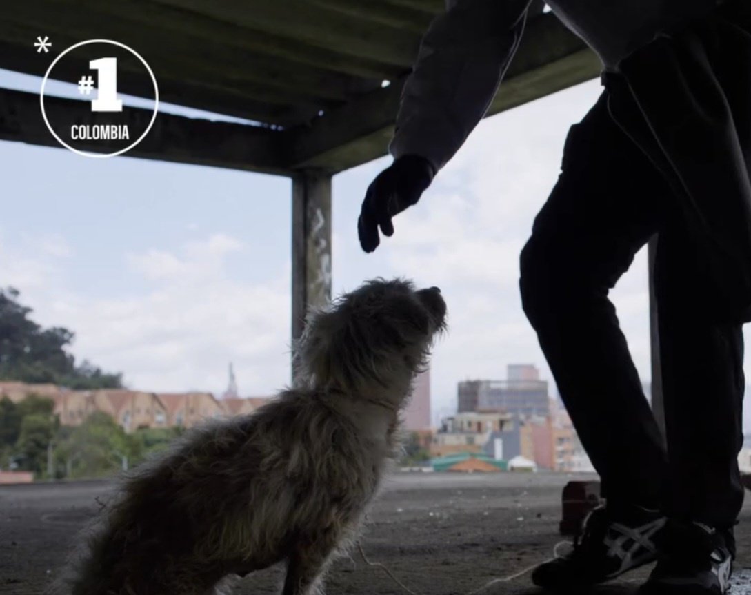 naganicol's tweet photo. No es solo comida, es una segunda oportunidad de vida. 🐕✨ El #EfectoRingo es la prueba de que cuidar bien a un perro lo cambia TODO. 🐶🐶🐶🥹🥹 https://t.co/Qv4gkipbz7