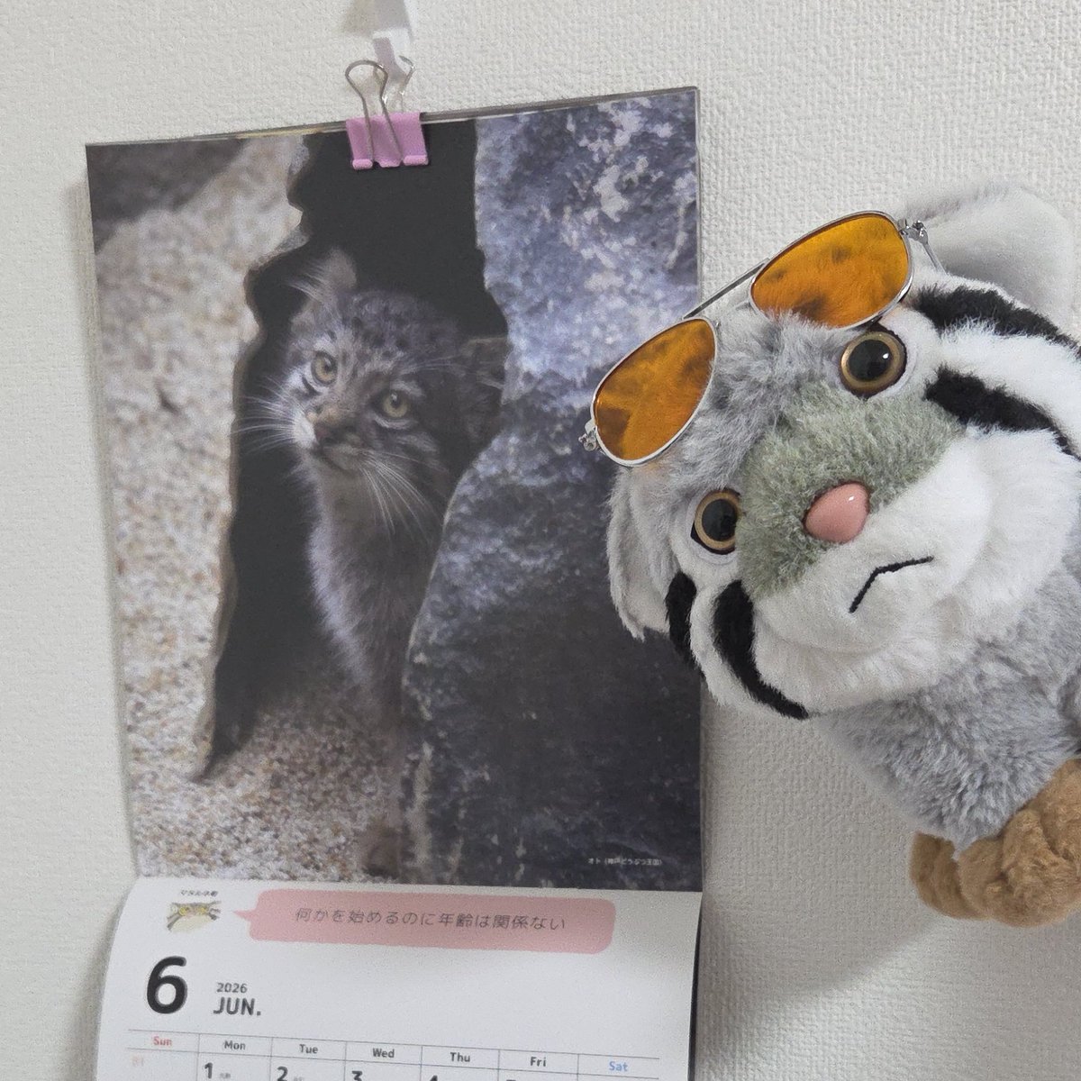 前田🪉🐱 tweet media