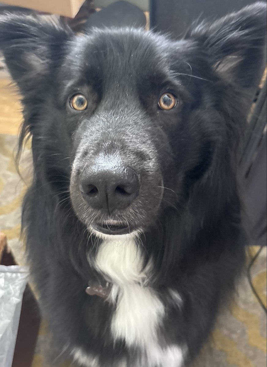 soxthegob's tweet photo. Unrelated but look at this cute motherfucker I love him so much https://t.co/YYDw279lPU