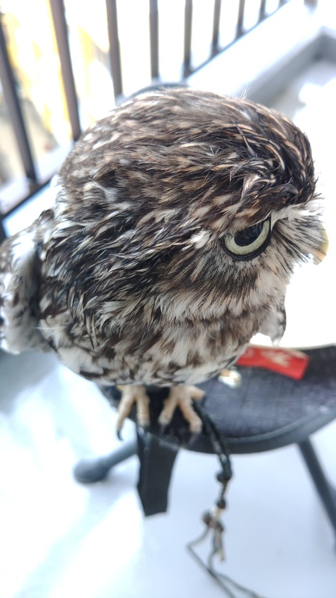 komegico's tweet photo. 雨だけど植物たちと一緒に紫外線浴と水浴び✨
#コキンメフクロウ https://t.co/AStsP2wpwv