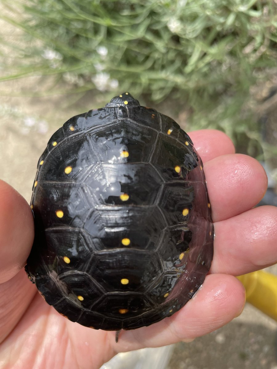 ayusorz's tweet photo. #キボシイシガメ
#SpottedTurtle https://t.co/2WLpYU7BIa