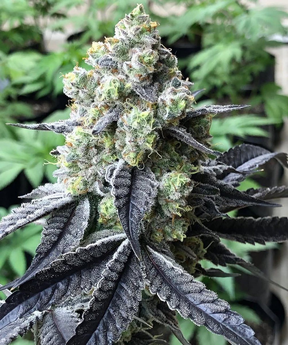 symgenetics's tweet photo. #Rollinia 
#WifiMints x #MimosaV6 #SymbioticGenetics #budologist420 x #thevillage #horrorseeds https://t.co/ZeG517Ubtu