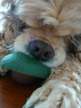 natsukamotoya's tweet photo. おなかすいた・・・。                

#トーイくん尊い 
#トーイくんかわいい https://t.co/PJEMYWb4nY