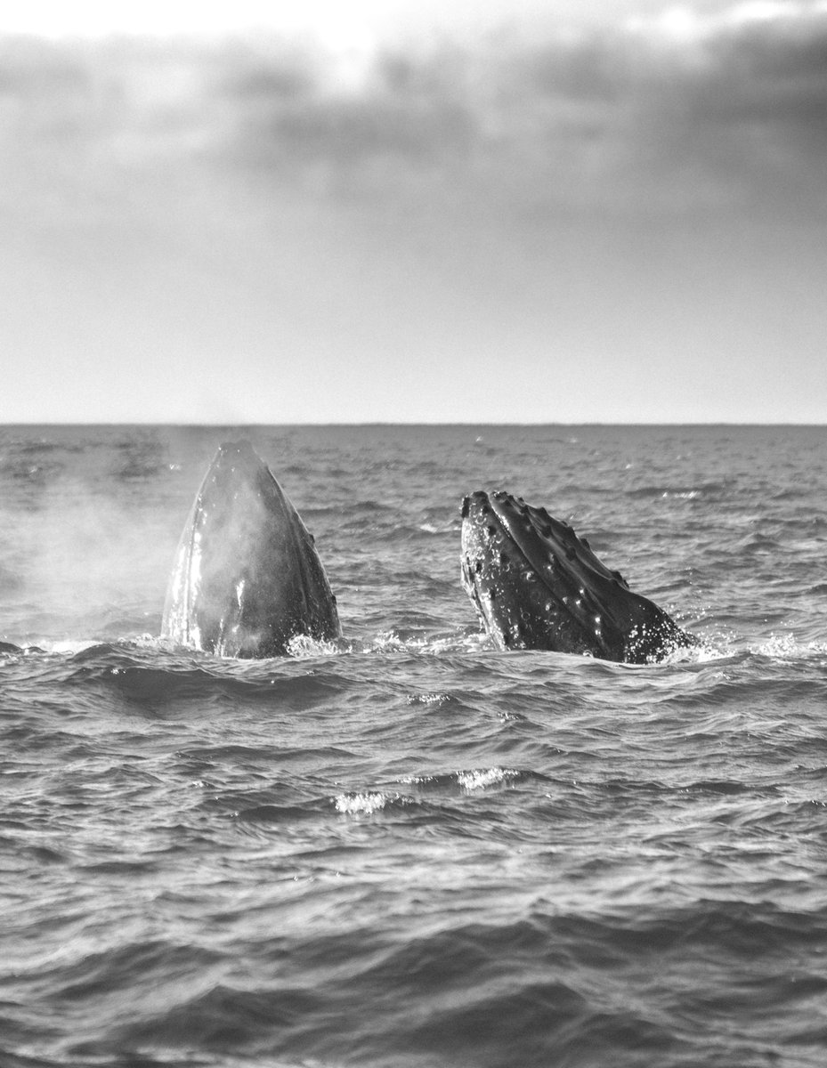 ParraDeSys's tweet photo. Monochrome Monday https://t.co/4SDseKEY6a