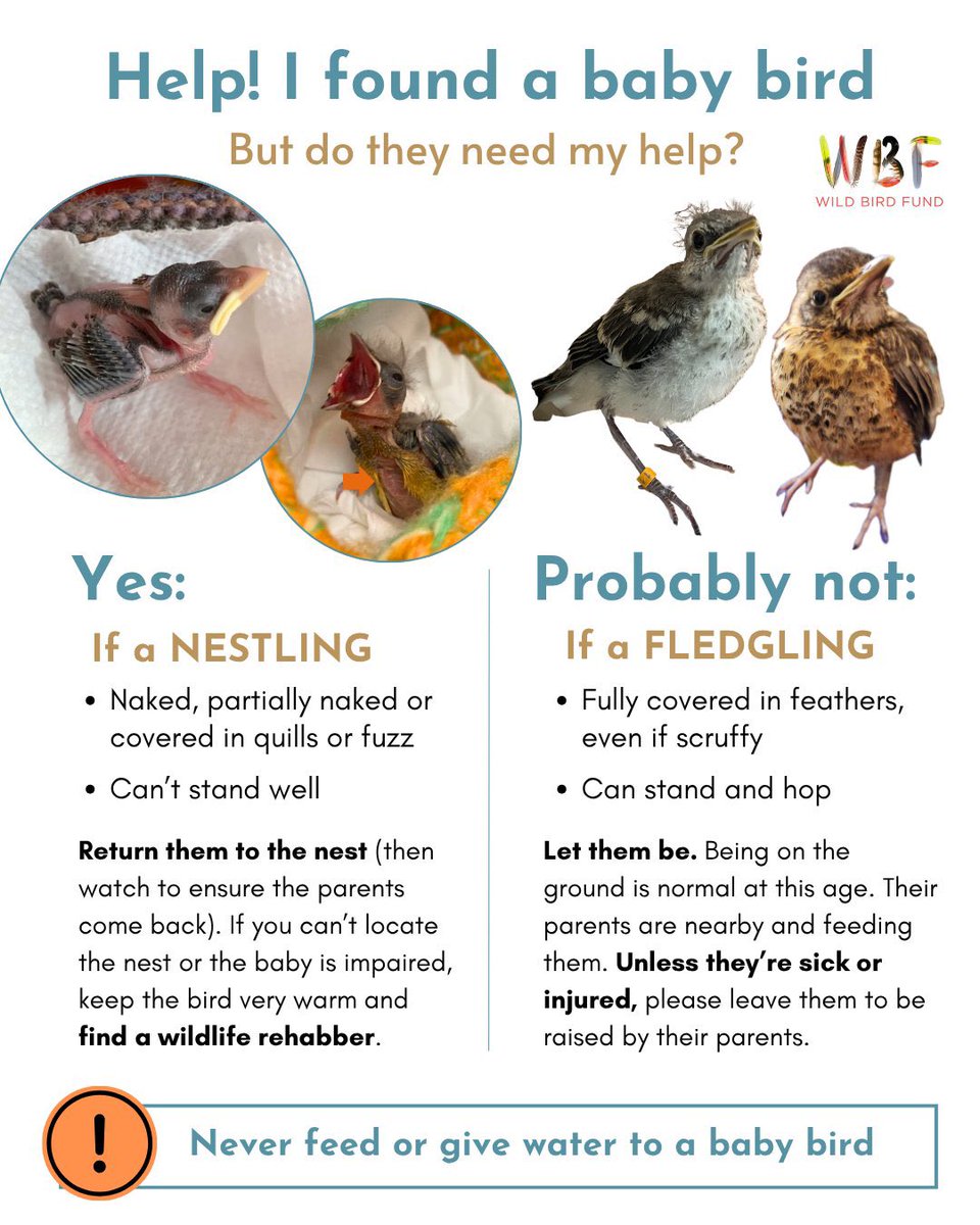 WildPasts_'s tweet photo. When does one help? When does one back off? https://t.co/bhdB9grUL6