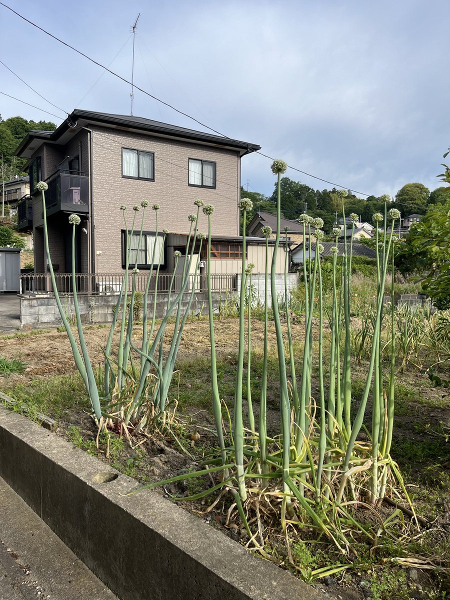 g.今回の気になる 随分背の高いネギ坊主 自分のイメージより 大きい