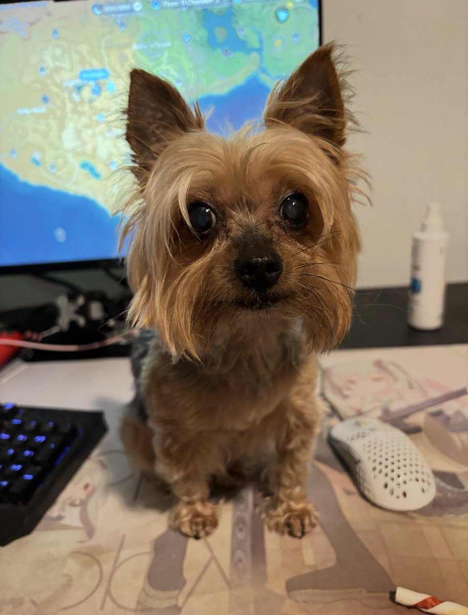JamDesuVT's tweet photo. I miss you so much. I can’t believe it’s been 9 months now since you left this world. There’s not a day that goes by that I don’t miss you and think about you and your stupid face. I hope that wherever you are now, there’s infinite dog treats and cuddles. Rest in peace, Star. https://t.co/1f38sOK8xU