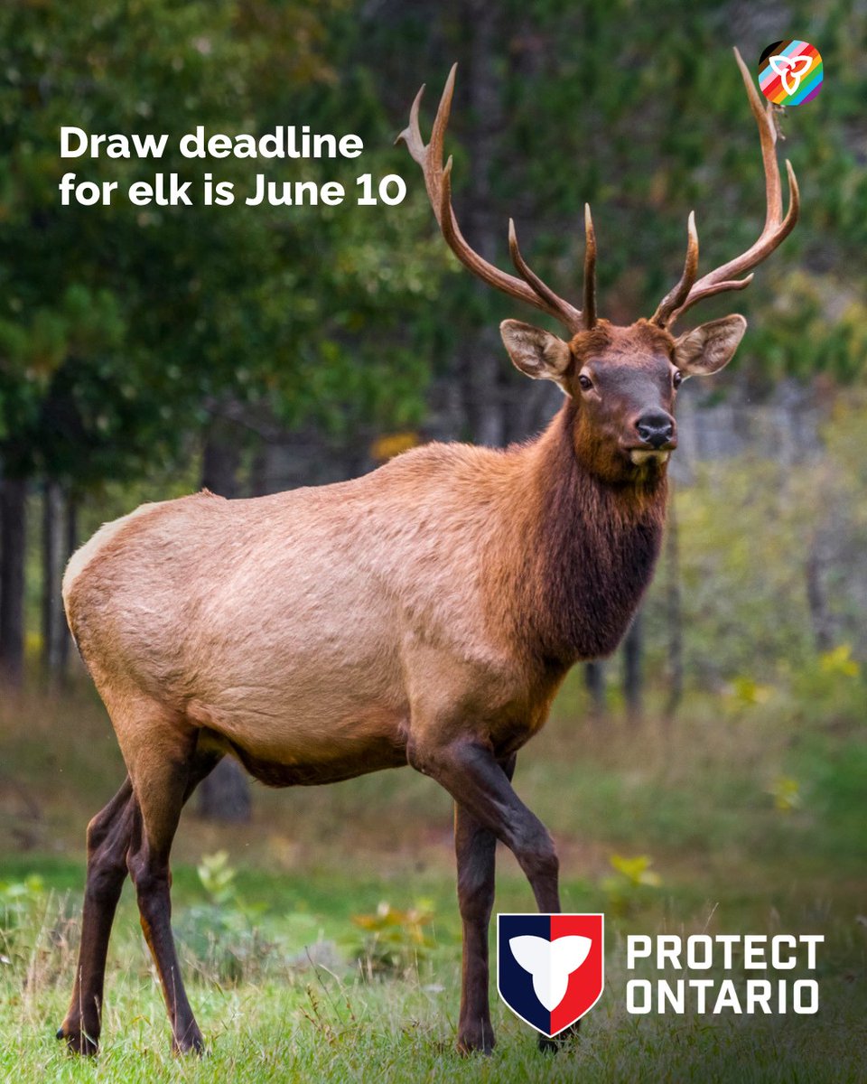 FishWildlifeON's tweet photo. Planning to apply for the elk draw this year? 

The deadline is June 10.  

Apply at https://t.co/lSxrfa5AIz, or by calling 1-800-288-1155. You can also apply for draws in person at a licence issuer or participating ServiceOntario. https://t.co/IHmiD1hLMO