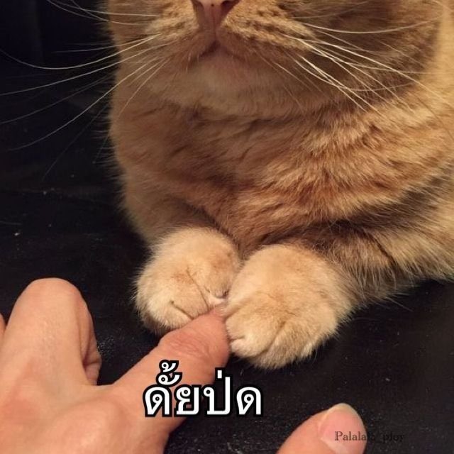 อาคิเตค(เพ้อ)เจ้อ tweet media
