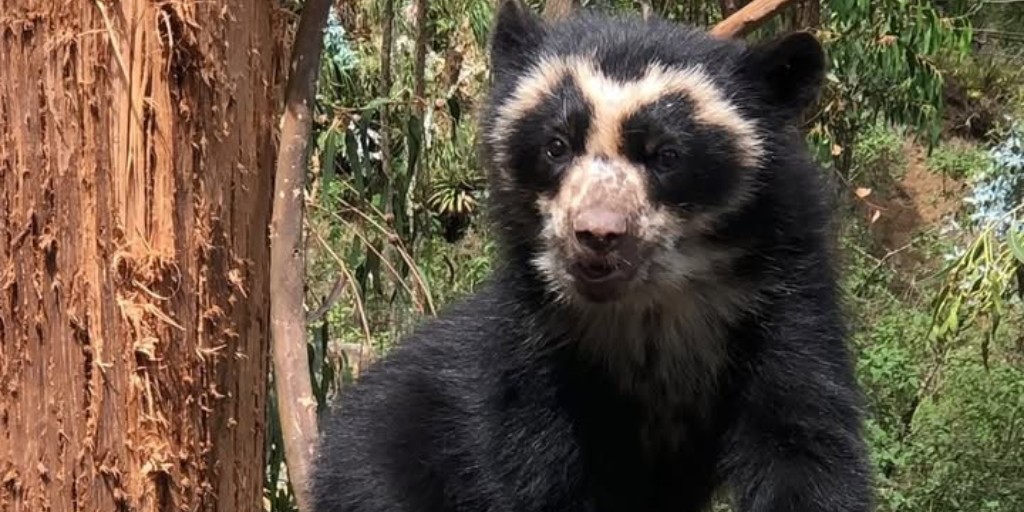 phillyzoo's tweet photo. We're days away from the first-look opening of Carey Bear Country, which not only provides our Andean and sloth bears with upgraded homes, but supports conservation work abroad. We work with Zoo Amaru in Ecuador and Wildlife SOS in India, both currently caring for rescued bears. https://t.co/fZbF0atpdf