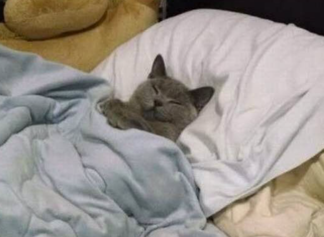 bandit's tweet photo. gn chat https://t.co/7aYEdPgInt