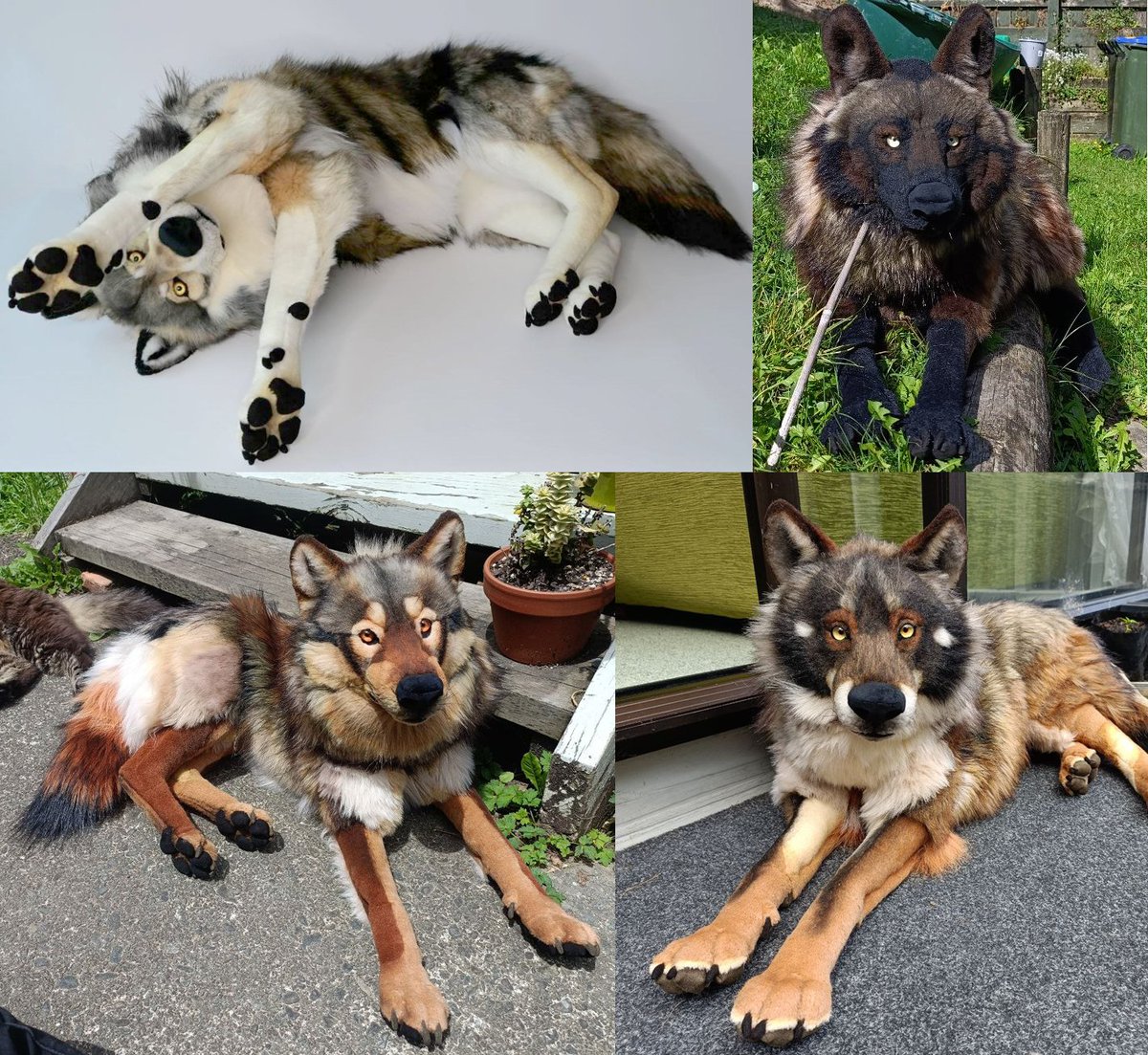 yellow_fr3ak's tweet photo. I am going ahead and opening for another complex wolf!
Finances are just too tight right now to transition to other things.
Application for is here https://t.co/2mNbXTPzA0 https://t.co/6Tqx6hQNJW