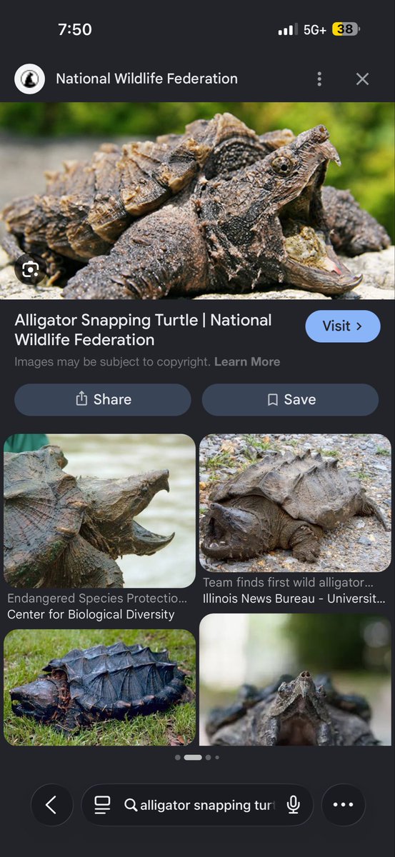 chipbaghayze's tweet photo. I do not like alligator snapping turtles #feardoxx https://t.co/EAkuGNiJVu