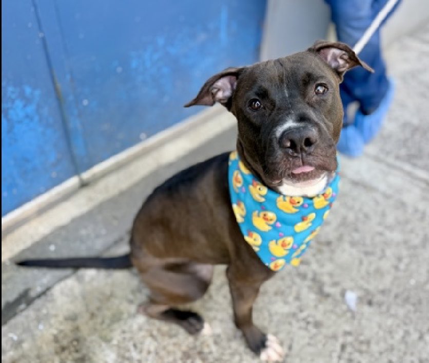 Quinnqueens's tweet photo. Couch Surfer 257916 
Relisted TBK 6/2
1 yr M Manhattan ACC

Playful, exuberant, handsome puppy has been waiting 51 days for the home of his dreams! Youngster is social with everyone but tired of tiny kennel. He bit his kennel lock & accidentally nipped staff member’s finger. Not his fault-purely an accident! Outside of shelter, he thrives-social, playful, loves treats & solicits attention.

#AdoptMe #Foster in the Northeast area. #Pledge4Rescue 
https://t.co/Wr9mfQK39J