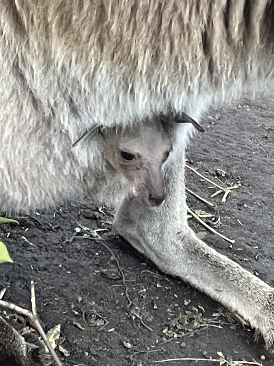 Kangarooei's tweet photo. Rosei has been my friend for 8 years. She is Wild and has nowhere else safe , I ensure she has all she needs.Hope this Joey survives.Last 3 joeys were found hanging in fencing. I saved 1,other 2 euthanised. 😓Human impact destroys mobs. Please donate
PayPal 
lkanga@bugpond.net.au https://t.co/RsjUNXtcCx